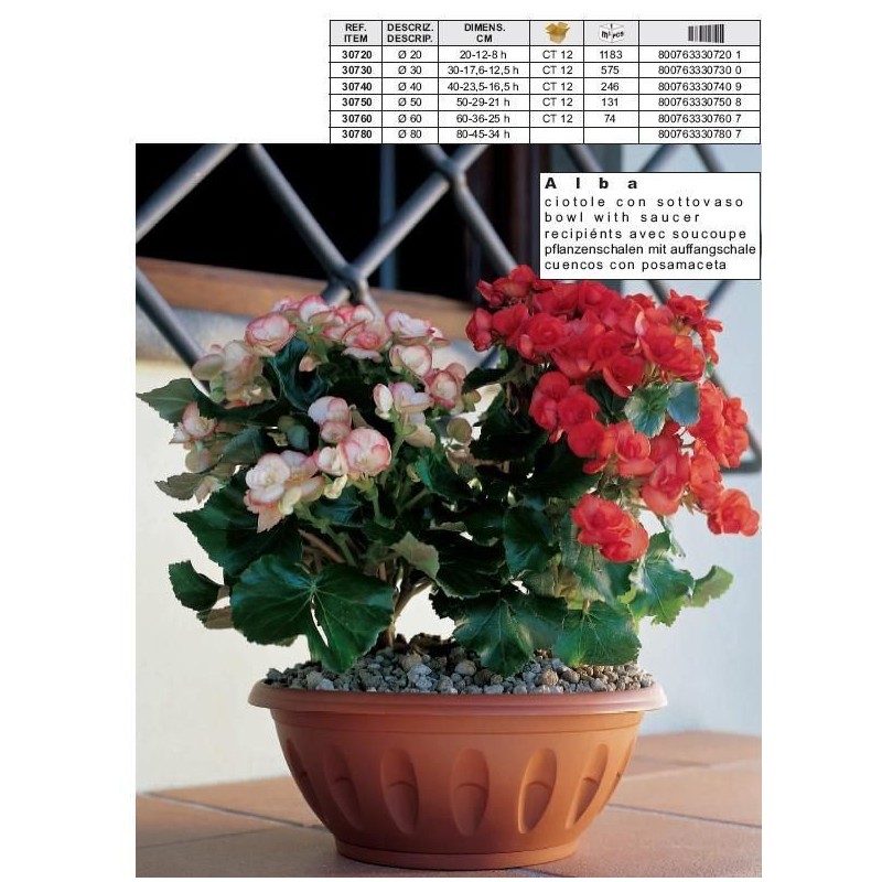 CIOTOLA ALBA C/RISERVA 20cm 30720 BAMA