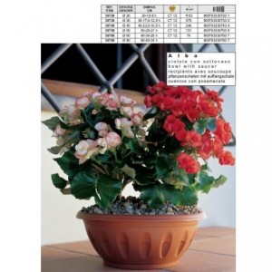 CIOTOLA ALBA C/RISERVA 35cm...