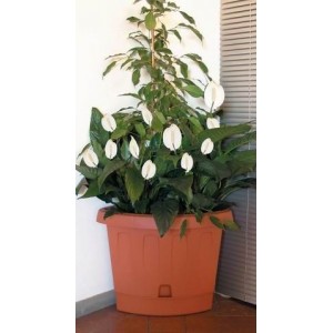 VASO ANGOLO VICTORIA 30215...