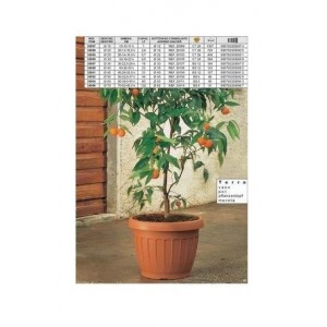 VASO TERRA MARRONE 45 30091...